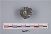 藏品(石燕及其他腕足動物)的圖片